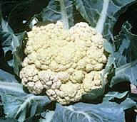 coliflor