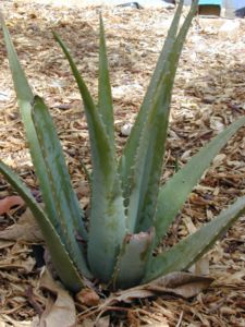 Aloe vera