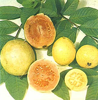 Guayaba