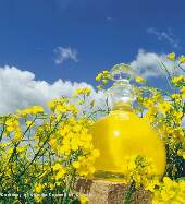 Aceite de canola