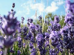 Propiedades de la lavanda