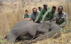 Por qué el hombre mata animales