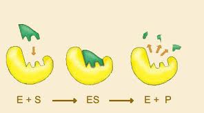 Concepto de enzima