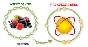 Qué son los radicales libres