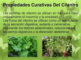 Propiedades del cilantro