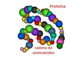 Qué son las proteínas